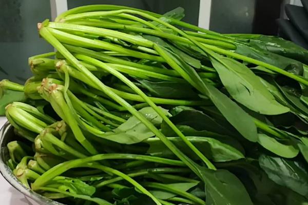 怎么处理采收的菠菜,清理枯黄烂叶后可放在架上保存