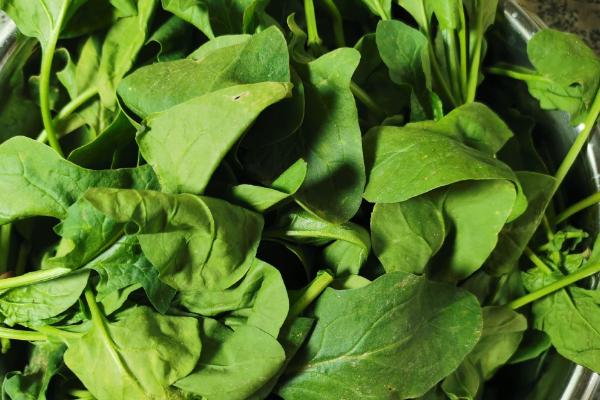 怎么处理采收的菠菜,清理枯黄烂叶后可放在架上保存