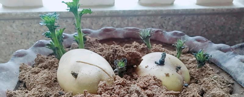发芽土豆的栽种方法
