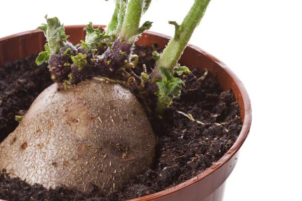 发芽土豆的栽种方法,首先需要切开发芽的土豆