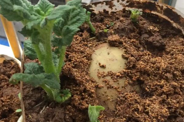 发芽土豆的栽种方法,首先需要切开发芽的土豆