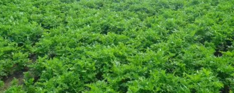 沙参怎么种植可高产