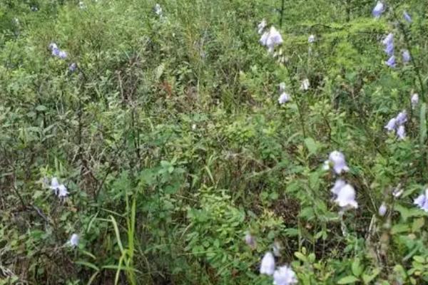 沙参怎么种植可高产,首先要做的就是除草