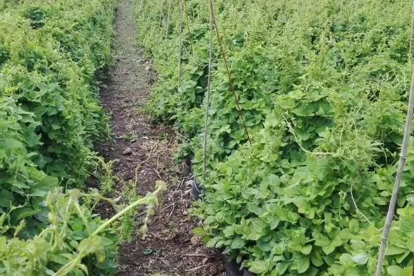 沙参怎么种植可高产,首先要做的就是除草