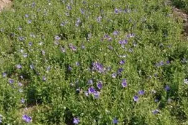 沙参怎么种植可高产,首先要做的就是除草