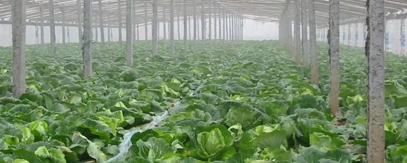 大棚蔬菜如何管理