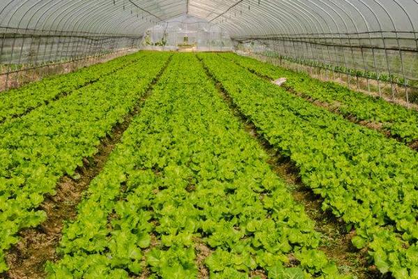 大棚蔬菜如何管理,尽可能早揭和晚盖草苫和棉被