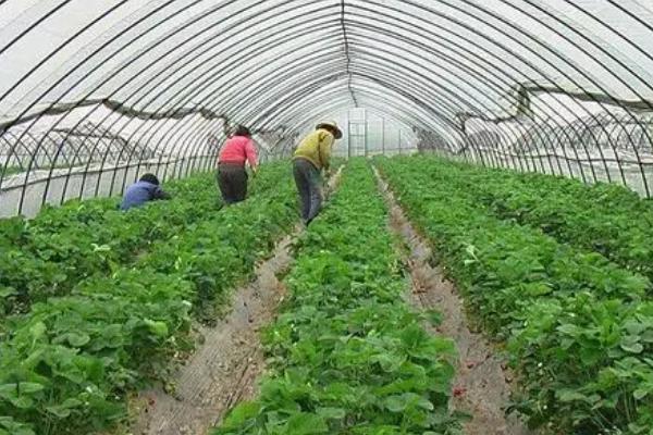 大棚蔬菜如何管理,尽可能早揭和晚盖草苫和棉被