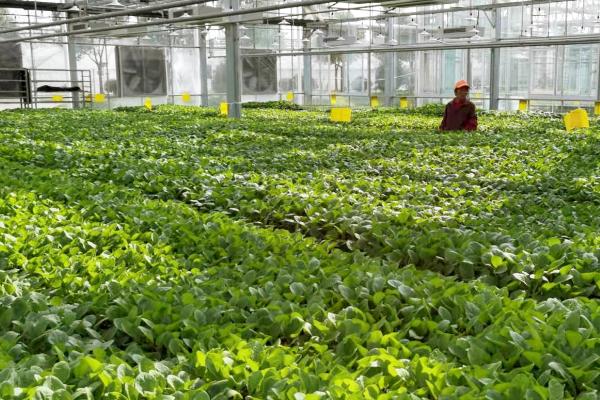 大棚蔬菜如何管理,尽可能早揭和晚盖草苫和棉被