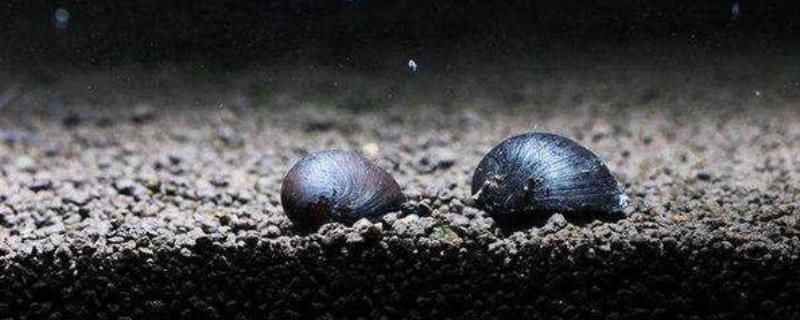 鱼缸中为何会出现螺类