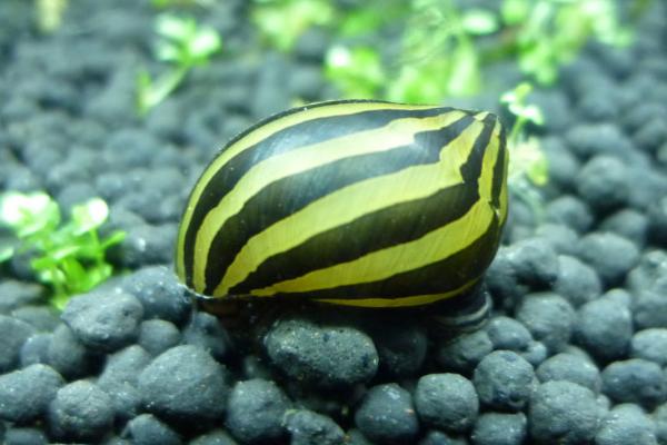 鱼缸中为何会出现螺类,可能是附在水草或底砂中被带入缸内