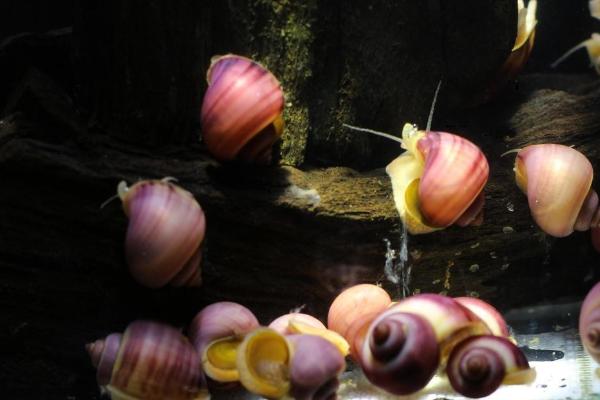 鱼缸中为何会出现螺类,可能是附在水草或底砂中被带入缸内