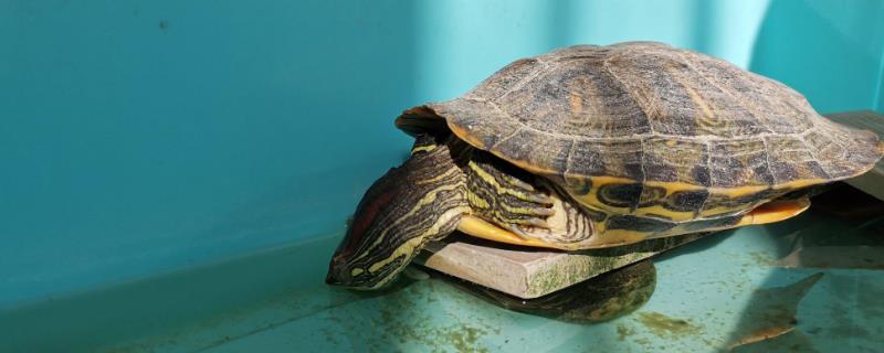 乌龟要不要晒太阳