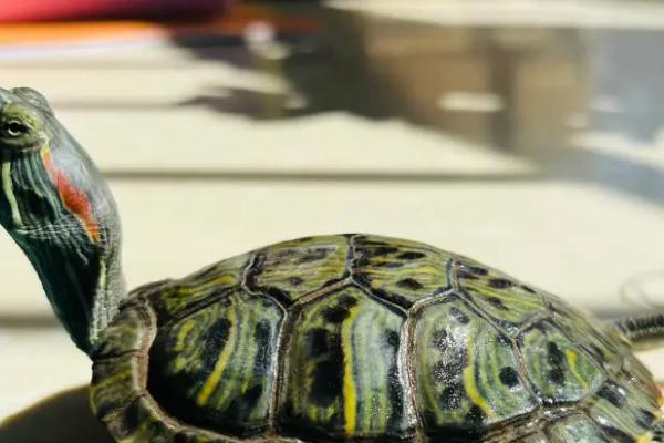 乌龟要不要晒太阳,需要晒背但光照不能太强烈