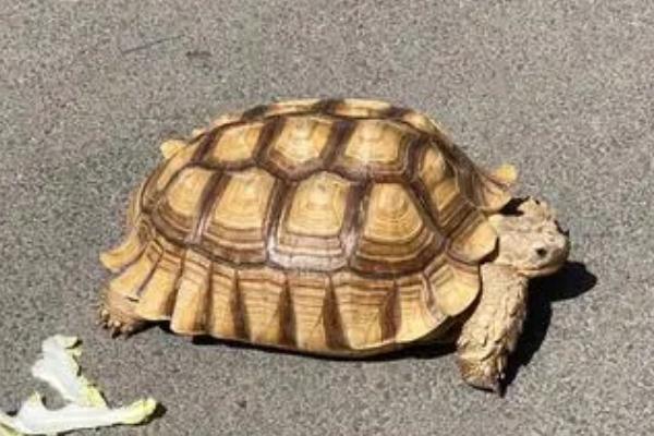 乌龟要不要晒太阳,需要晒背但光照不能太强烈