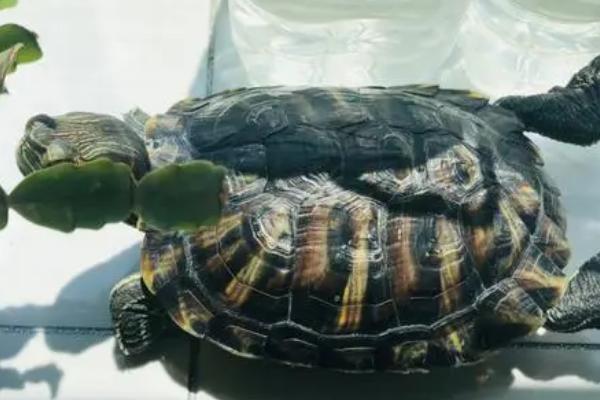 乌龟要不要晒太阳,需要晒背但光照不能太强烈