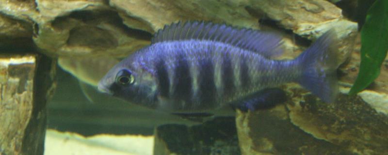 蓝宝石鱼好不好养