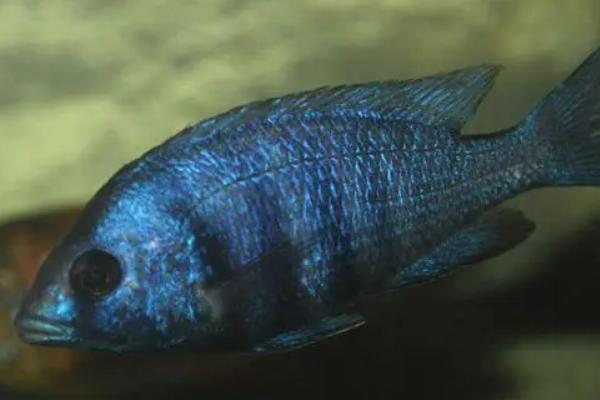 蓝宝石鱼好不好养,生命力顽强容易饲养