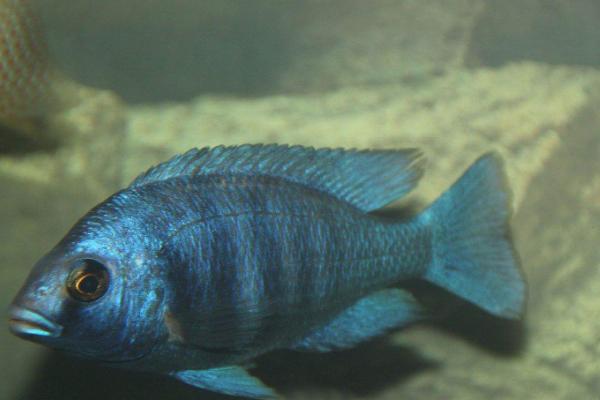 蓝宝石鱼好不好养,生命力顽强容易饲养