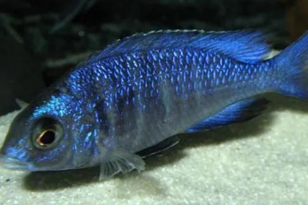 蓝宝石鱼好不好养,生命力顽强容易饲养