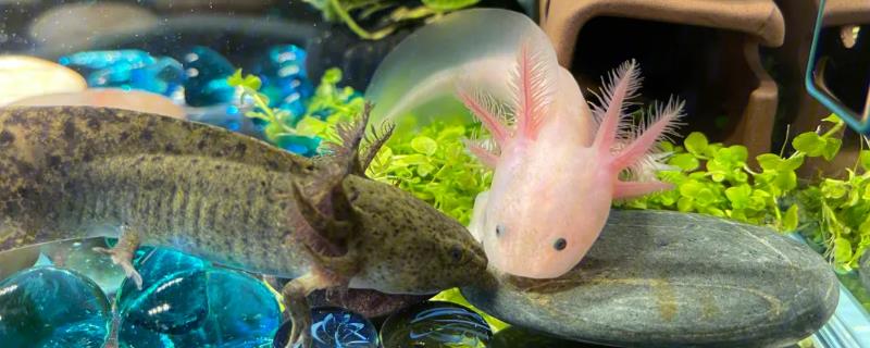 六角恐龙鱼的喂食频率