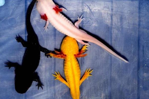 六角恐龙鱼的喂食频率,每天需饲喂1-2次