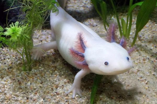 六角恐龙鱼的喂食频率,每天需饲喂1-2次