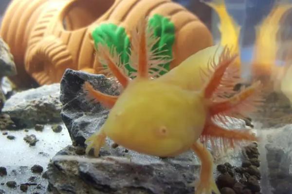 六角恐龙鱼的喂食频率,每天需饲喂1-2次