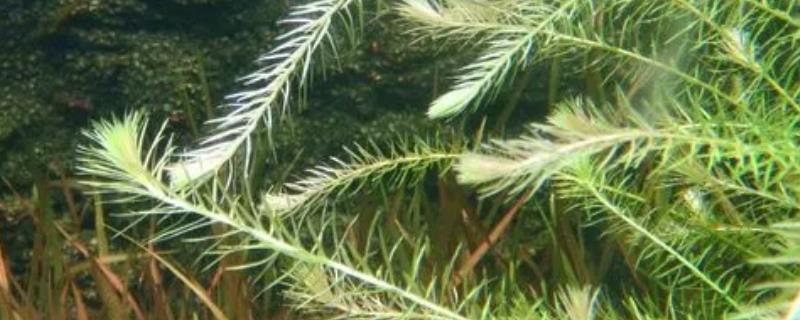 向日葵水草好养吗