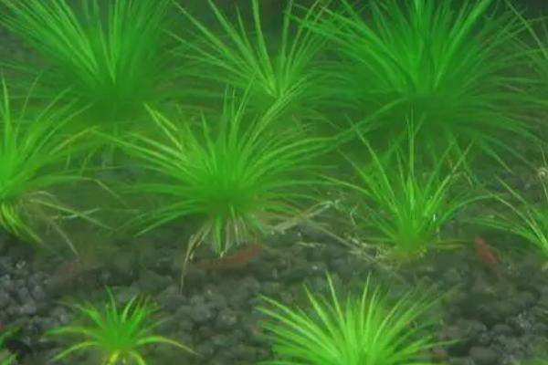 向日葵水草好养吗,很适合新手养