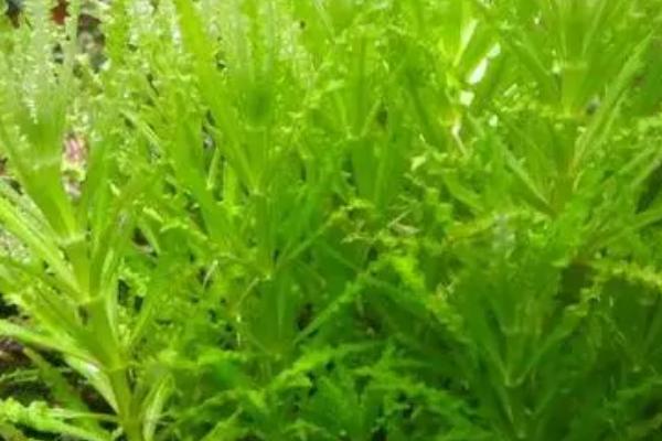 向日葵水草好养吗,很适合新手养