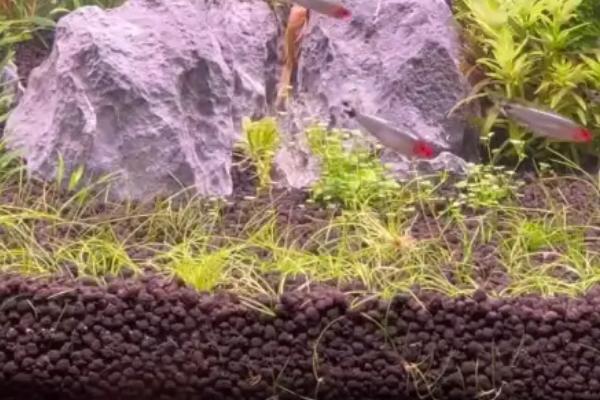 向日葵水草好养吗,很适合新手养