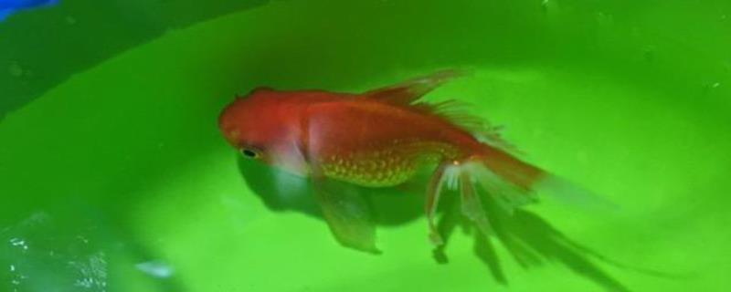 金鱼烂尾巴的原因