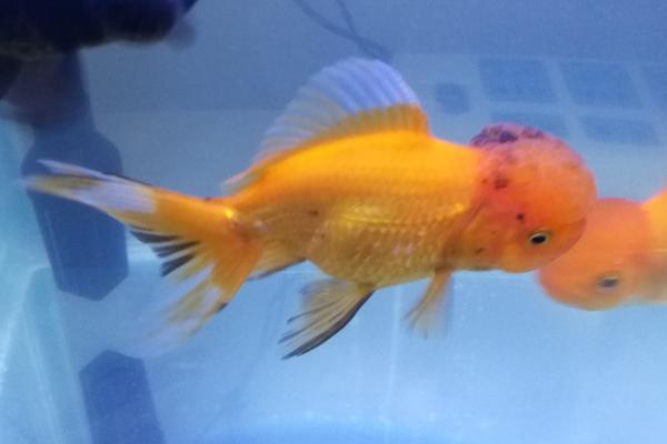 金鱼烂尾巴的原因,水质太差或水温差大都会导致
