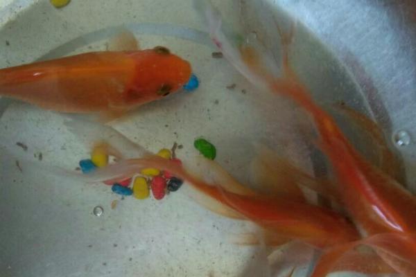 金鱼烂尾巴的原因,水质太差或水温差大都会导致