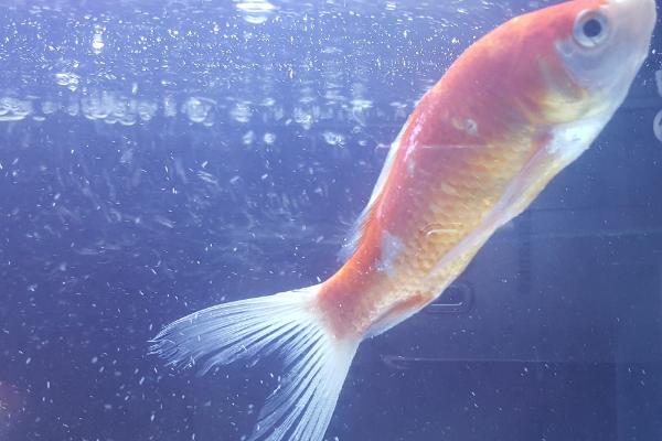 金鱼烂尾巴的原因,水质太差或水温差大都会导致