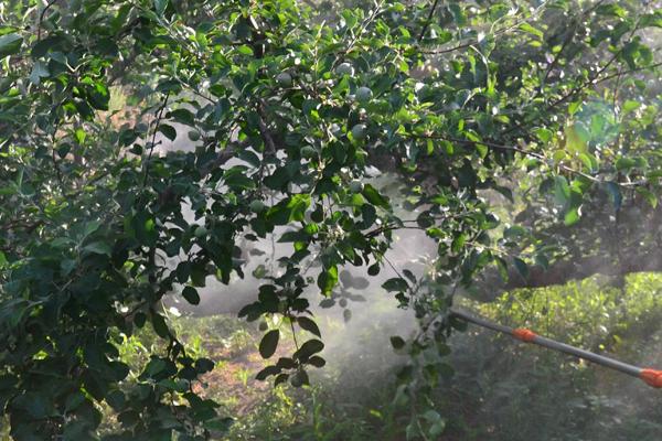 多抗霉素防治哪些病害,对蔬菜苗期猝倒病、苹果树斑点落叶病有效