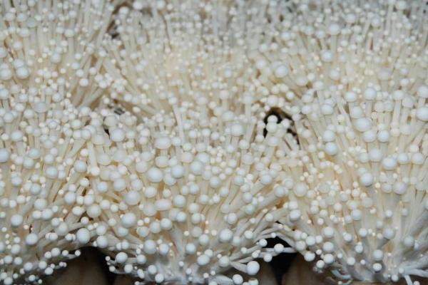 冬天能不能种植金针菇,一般要在大棚内种植