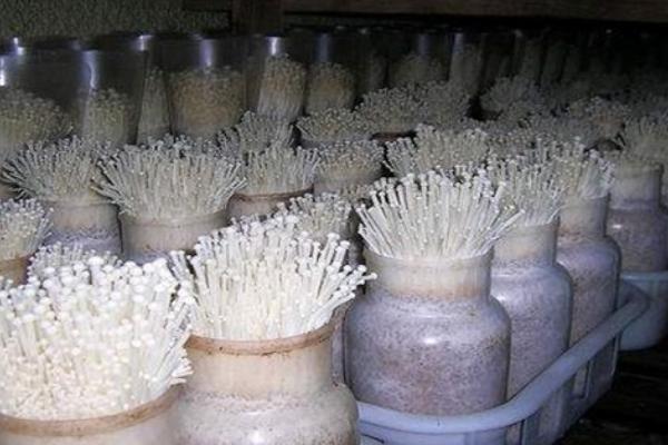 冬天能不能种植金针菇,一般要在大棚内种植