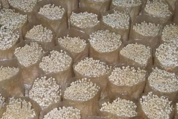 冬天能不能种植金针菇,一般要在大棚内种植