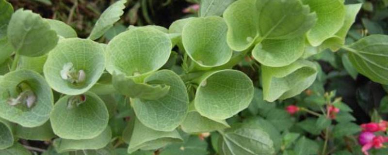 贝壳花的生长习性