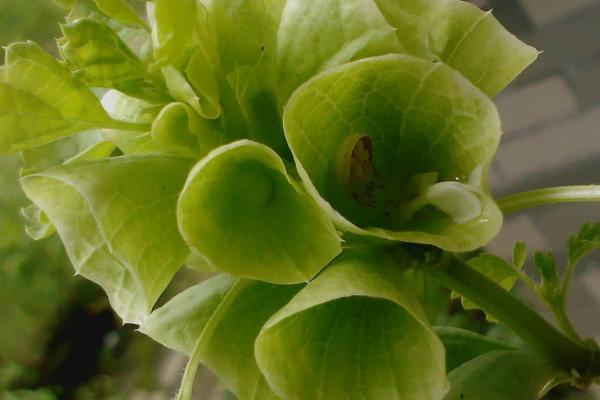 贝壳花的生长习性,阳光充足且排水良好的壤土为佳