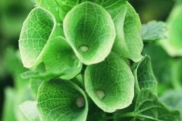 贝壳花的生长习性,阳光充足且排水良好的壤土为佳