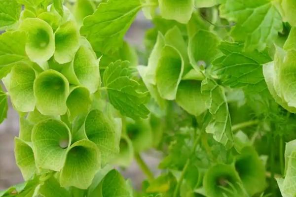 贝壳花的生长习性,阳光充足且排水良好的壤土为佳