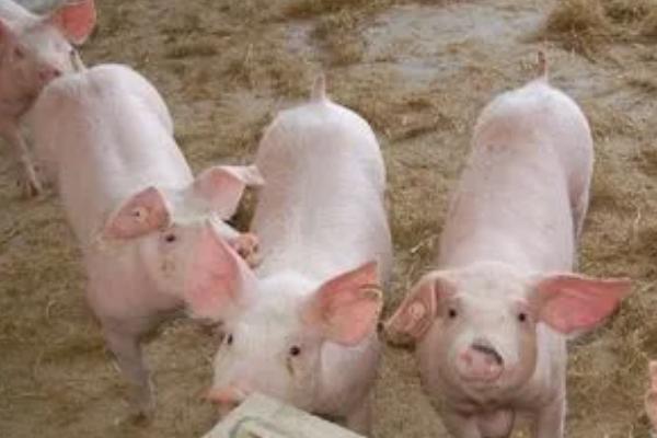 小猪不爱吃食怎么办,可尝试改变饲料或药物干预