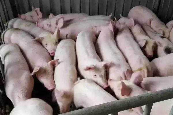 小猪不爱吃食怎么办,可尝试改变饲料或药物干预