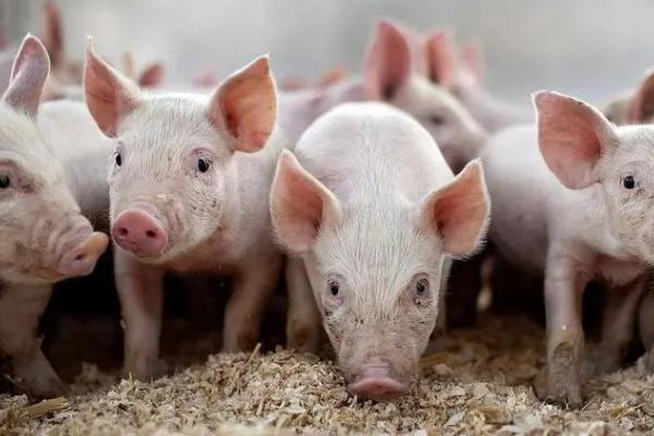 小猪不爱吃食怎么办,可尝试改变饲料或药物干预