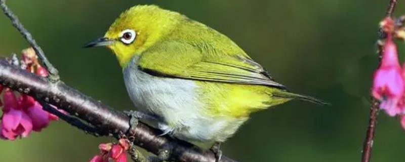 怎么快速让绣眼鸟熟悉主人