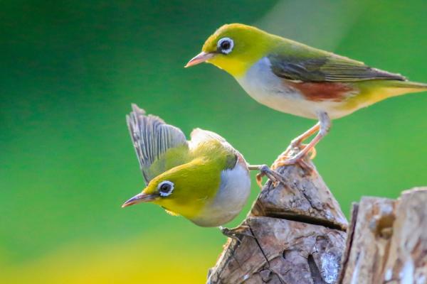 怎么快速让绣眼鸟熟悉主人,可为其提供适口的食物、并时常互动