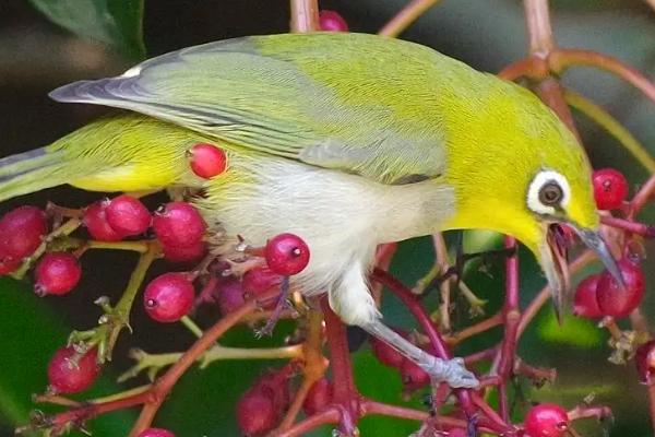 怎么快速让绣眼鸟熟悉主人,可为其提供适口的食物、并时常互动